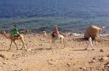 Camel Ridding marsa alam safari from Camel Yard