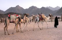 Camel Ridding marsa alam safari from Camel Yard