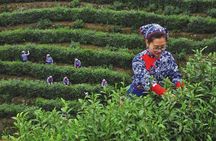 Hangzhou Longjing Tea Culture Immersive Experience Tour