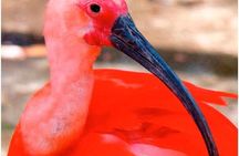 Birdwatching: Mangrove Eco-Boat Tour – Fauna & Flora