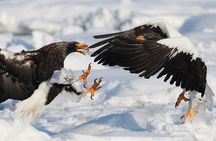 Steller's sea Eagle/White-tailed Eagle watching tour