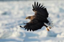 Steller's sea Eagle/White-tailed Eagle watching tour