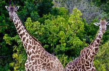 4 Days Amazing Maasai Mara and Lake Nakuru Budget Safari