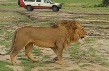 4 Days Amazing Maasai Mara and Lake Nakuru Budget Safari