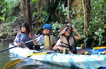 Mangrove kayaking to enjoy nature in Okinawa