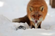 Steller's sea Eagle/White-tailed Eagle watching tour
