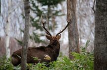 Steller's sea Eagle/White-tailed Eagle watching tour