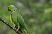 Yala National Park Private Safari (All Inclusive) From Hikkaduwa