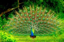 Yala National Park Private Safari (All Inclusive) From Hikkaduwa