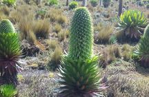 4 Days Mount Kenya Climb – Sirimon Route