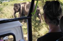 A Udawalawa Park safari, Tour from Colombo/Galle- (All inclusive)