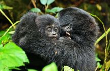 Luxury Gorilla Tracking Safari by Road - 4 Days
