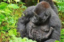 Luxury Gorilla Tracking Safari by Road - 4 Days