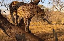 Captivating Safari Lion Park Experience (Half Day Guided Tour)