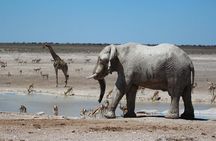 6 Day Private Guided Accommodated Namibian Loop 