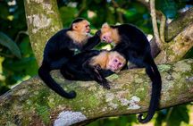Monkey Tour With Local Cuisine