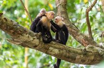 Monkey Tour With Local Cuisine