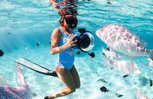 Mahmya Island Day Snorkeling Tour From Hurghada