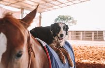 Katherine Outback Experience Show Ticket