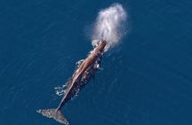 Kaikoura Helicopters Classic Whale Watch