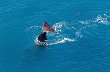 Kaikoura Helicopters Classic Whale Watch