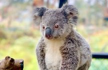Australian Animals with Big BBQ Lunch Experience