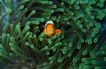 Try Diving in Nusa Lembongan - Penida. For beginners (with 2 ocean dives)