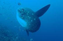 Try Diving in Nusa Lembongan - Penida. For beginners (with 2 ocean dives)