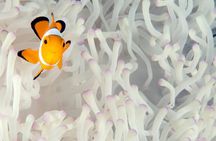 Discover Scuba Diving in Pemuteran at the Biorock site,1 shore dive all included