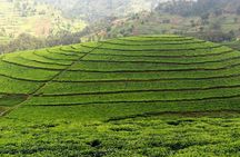 Tea Plantation Experience