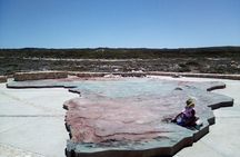 From Cape Town :Cape Agulhas &Whale Watching Tour in Hermanus 