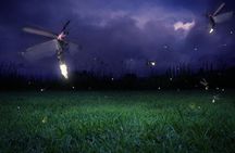 Glowing Kuala Selangor Firefly Tour
