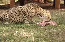 Nairobi National Park Game Drive With free Pick Up