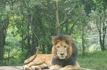 Nairobi National Park Game Drive With free Pick Up