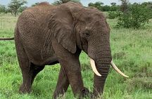 9 Days - Best of Tanzania Safari