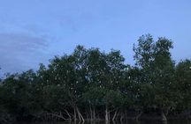 Glowing Kuala Selangor Firefly Tour