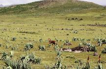 Trekking at Bale Mountains 3 Days