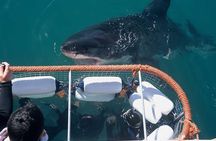 Shark Cage Diving & Viewing in False Bay
