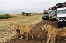 3-Days Tanzania Safari Tours