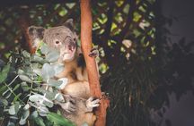 Small Group Blue Mountains Wildlife & Bushwalk Tour From Sydney