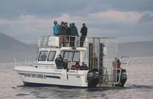 Shark Cage Diving & Viewing in False Bay