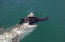 Shark Cage Diving & Viewing in False Bay