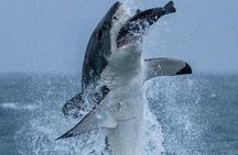 Shark Cage Diving & Viewing in False Bay