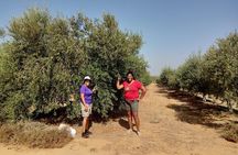 Olive Oil Farm Tour with Tasting from Seville