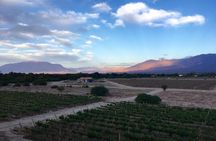 Exclusive day-long private tour of Cafayate vineyards