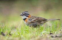 Full Morning Birdwatching Tour (Private Service)
