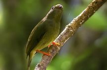 Full Morning Birdwatching Tour (Private Service)