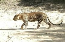 Ella full day tour/Sigiriya/kandy/yala/mirissa/discover Srilanka 