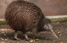 Rotorua Day Tour inc. Te Puia Tour, Lunch & Cultural Show