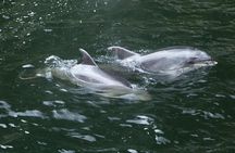 Premium Milford Sound Small Group Tour & Cruise from Queenstown 